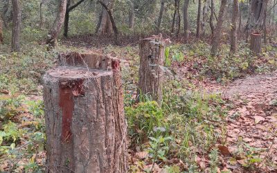 जानकीनगर साझेदारी वनमा सालको रुख तस्करी