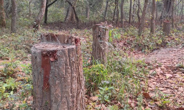 जानकीनगर साझेदारी वनमा सालको रुख तस्करी