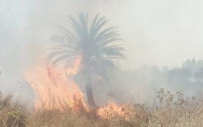 BREAKING NEWS : धनुषाधाम वनमा भिषण आगलगी