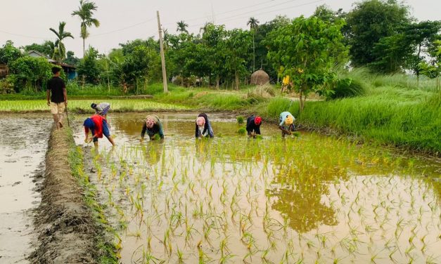 मुलुकभर ३८ प्रतिशत रोपाइँ सम्पन्न
