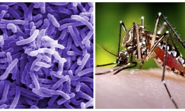 देशभर ४७० जना डेंगु सङ्क्रमित थपिए