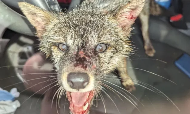 महोत्तरीमा स्याल र कुकुरको टोकाइबाट १४ जना घाइते