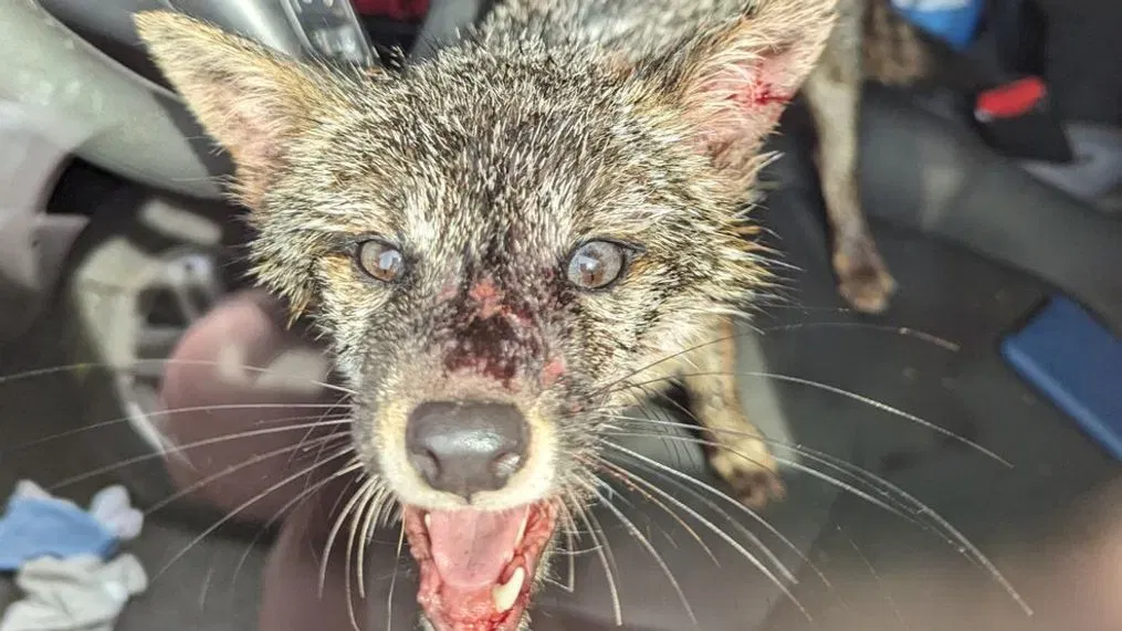 महोत्तरीमा स्याल र कुकुरको टोकाइबाट १४ जना घाइते