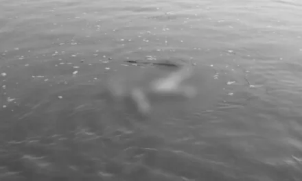 जितिया व्रतालुको डुबेर मृत्यु, एक बेपता