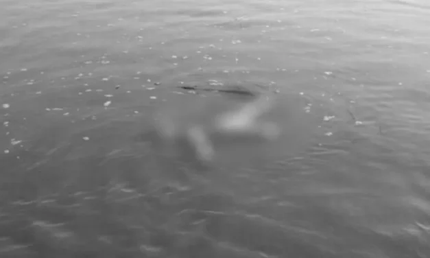 जितिया व्रतालुको डुबेर मृत्यु, एक बेपता