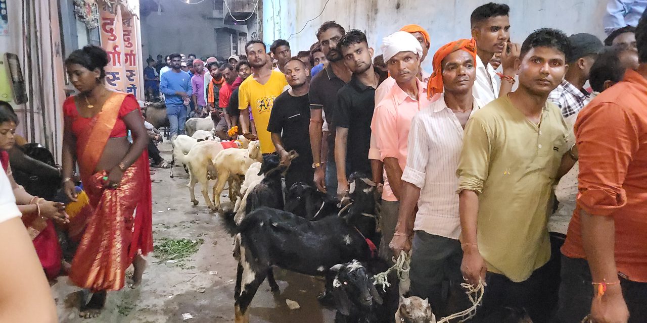 जनकपुरधामको राजदेवी मन्दिरमा १५ हजार ४ बोकाको वलि प्रदान